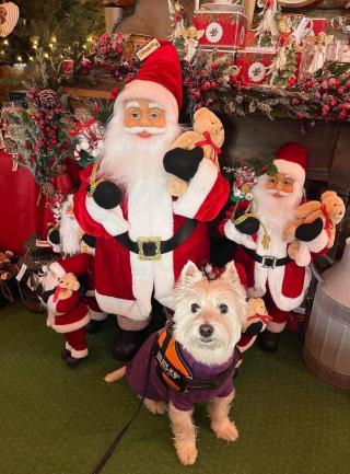 Csodaországunk házi kedvenceitek előtt is nyitva áll