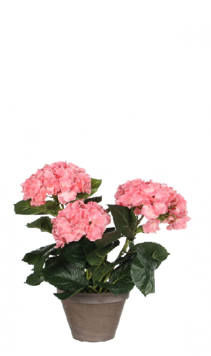 Rózsaszín hortenzia művirág cserépben