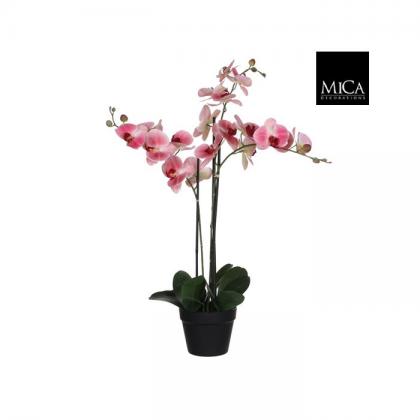 Pink orchidea cserépben