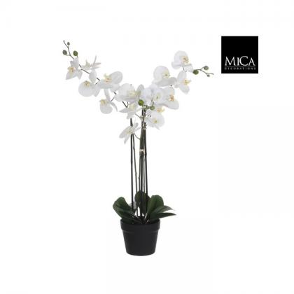 Fehér orchidea cserépben